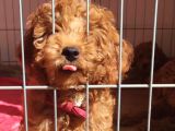 A SCR MUHTEŞEM TOY POODLE  YAVRULARIMIZ
