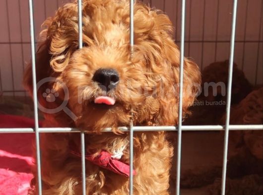 A Scr Muhteşem Toy Poodle  Yavrularimiz