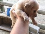 Üst Kali̇te Golden Retri̇ever Yavrular