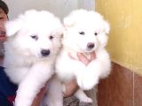 Ayi̇ Yavrusu Samoyed A Kali̇te Irk