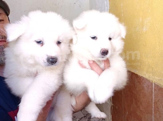 Ayi̇ Yavrusu Samoyed A Kali̇te Irk görsel