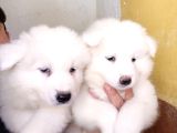 Ayi̇ Yavrusu Samoyed A Kali̇te Irk