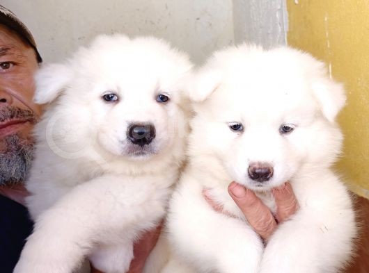 Ayi̇ Yavrusu Samoyed A Kali̇te Irk görsel