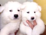 Ayi̇ Yavrusu Samoyed A Kali̇te Irk