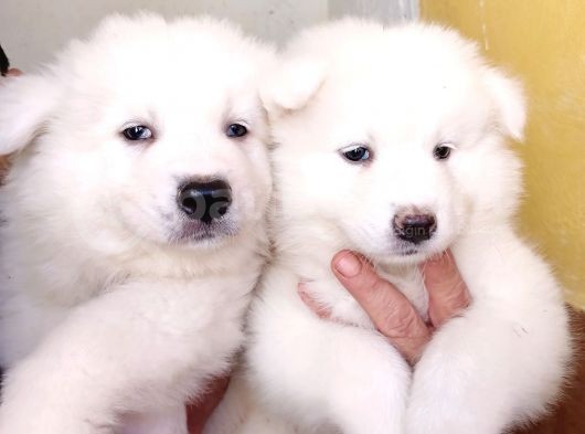 Ayi̇ Yavrusu Samoyed A Kali̇te Irk görsel
