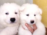 AYİ YAVRUSU SAMOYED A KALİTE IRK