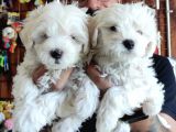Bembeyaz Maltese Terri̇er 0 Numara