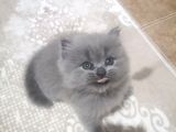 Safkan Mavi̇ Göz