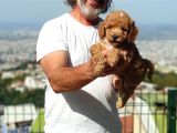 Mi̇nyatür Uygun Fi̇yat Poodle Yavrular