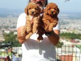 Mi̇nyatür Uygun Fi̇yat Poodle Yavrular