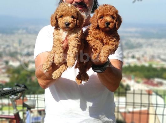 Mi̇nyatür Uygun Fi̇yat Poodle Yavrular görsel