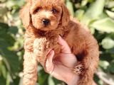 Mi̇nyatür Uygun Fi̇yat Poodle Yavrular