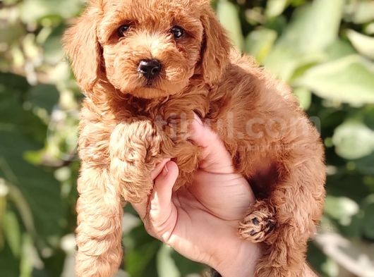 Mi̇nyatür Uygun Fi̇yat Poodle Yavrular görsel