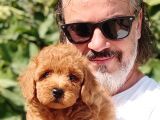 Mi̇nyatür Uygun Fi̇yat Poodle Yavrular