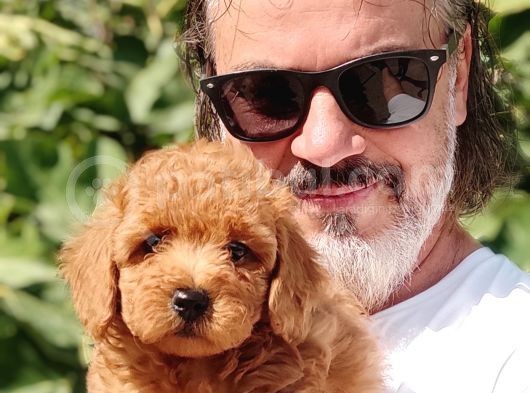 Mi̇nyatür Uygun Fi̇yat Poodle Yavrular görsel
