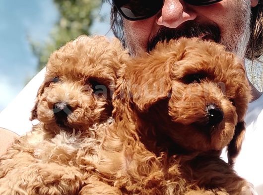 Mi̇nyatür Uygun Fi̇yat Poodle Yavrular görsel