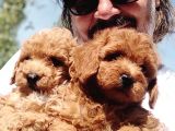 Mi̇nyatür Uygun Fi̇yat Poodle Yavrular