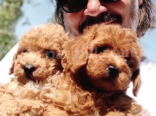 Mi̇nyatür Uygun Fi̇yat Poodle Yavrular görsel