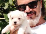 En Uygun Maltese Teri̇er Yavrulari̇