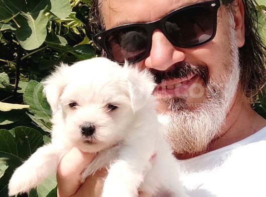 En Uygun Maltese Teri̇er Yavrulari̇ görsel
