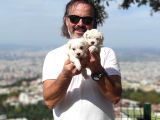 En Uygun Maltese Teri̇er Yavrulari̇