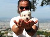 En Uygun Maltese Teri̇er Yavrulari̇