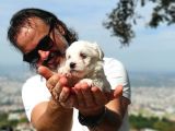 En Uygun Maltese Teri̇er Yavrulari̇
