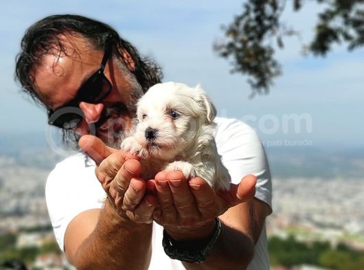 En Uygun Maltese Teri̇er Yavrulari̇ görsel