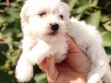 EN UYGUN MALTESE TERİER YAVRULARİ