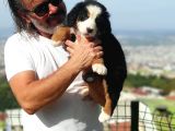 Bernese Mountai̇n Yavrulari
