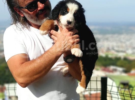 Bernese Mountai̇n Yavrulari görsel