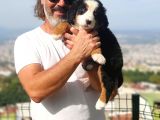 Bernese Mountai̇n Yavrulari