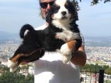 Bernese Mountai̇n Yavrulari
