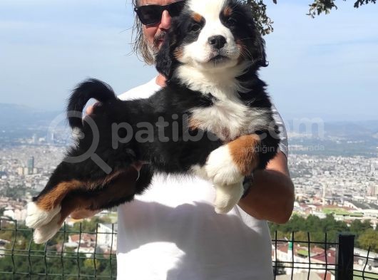 Bernese Mountai̇n Yavrulari görsel