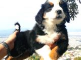 Bernese Mountai̇n Yavrulari