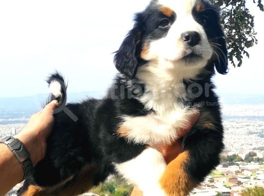 Bernese Mountai̇n Yavrulari görsel