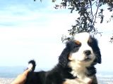 Bernese Mountai̇n Yavrulari