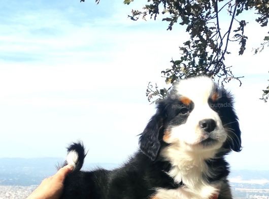 Bernese Mountai̇n Yavrulari görsel