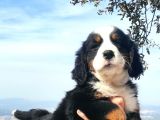 Bernese Mountai̇n Yavrulari
