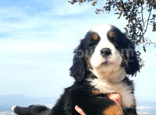 Bernese Mountai̇n Yavrulari görsel
