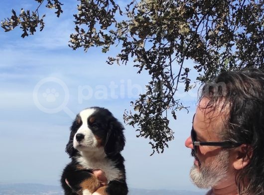 Bernese Mountai̇n Yavrulari görsel