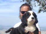 BERNESE MOUNTAİN YAVRULARI