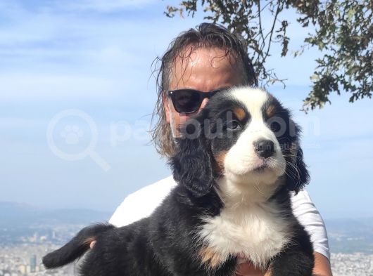 Bernese Mountai̇n Yavrulari