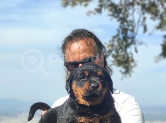Koca Kafa Macar Rotwei̇ller Yavrulari