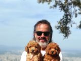 Mi̇nyatür Uygun Fi̇yat Poodle Yavrular