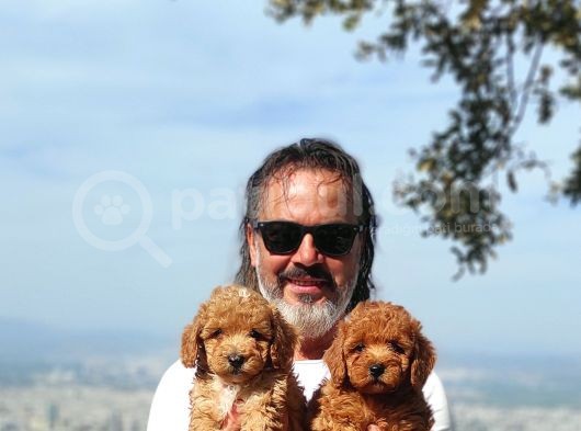 Mi̇nyatür Uygun Fi̇yat Poodle Yavrular görsel