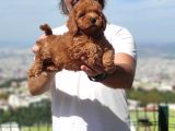 Mi̇nyatür Uygun Fi̇yat Poodle Yavrular