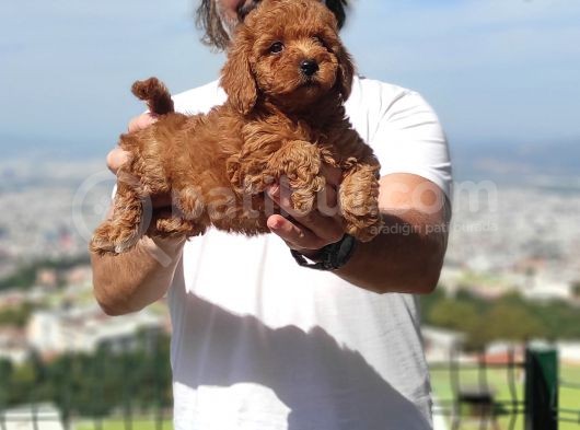 Mi̇nyatür Uygun Fi̇yat Poodle Yavrular görsel