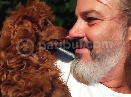 Mi̇nyatür Uygun Fi̇yat Poodle Yavrular görsel
