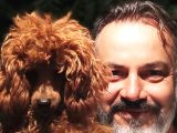 MİNYATÜR UYGUN FİYAT POODLE YAVRULAR